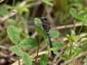 Brechmorhoga rapax (Amber-banded Clubskimmer)-4.jpg